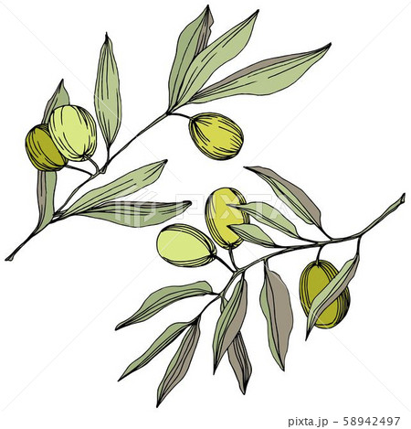 Olive tree in a vector style isolated. Green engraved ink art. 58942497