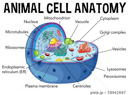 Diagram of animal cell anatomy - Stock Illustration [58942697] - PIXTA