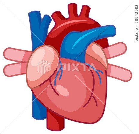 A Cartoon of Human Heart 58942982