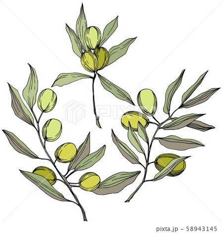 Olive tree in a vector style isolated. Green engraved ink art. Olive tree in a vector style isolated. Green engraved ink art. 58943145