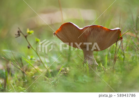 Closeup of isolated mushroom in a meadow 58943786