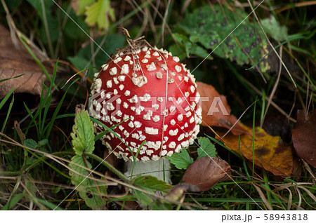 Closeup of amanita muscaria mushroom in a meadow Closeup of amanita muscaria mushroom in a meadow 58943818