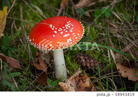 Closeup of amanita muscaria mushroom in a meadow Closeup of amanita muscaria mushroom in a meadow 58943819