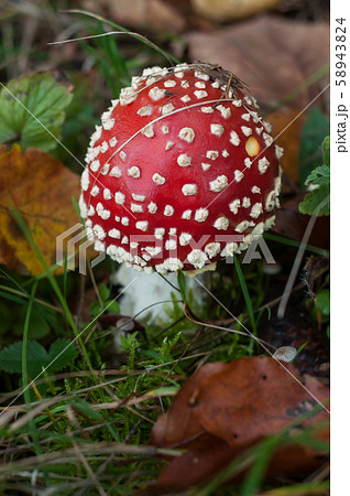 Closeup of amanita muscaria mushroom in a meadow Closeup of amanita muscaria mushroom in a meadow 58943824
