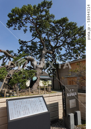 村雨の松 両津港　新潟県 58944314