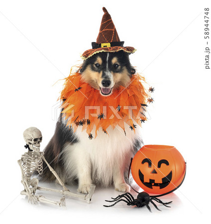 shetland sheepdog in studio 58944748