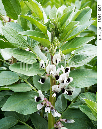 Broad bean flowers 58944806