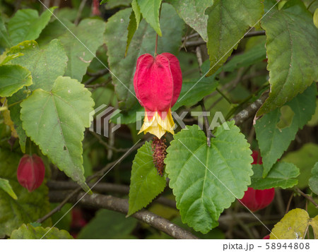 Abutilon megapotamicum red flower Abutilon megapotamicum red flower 58944808