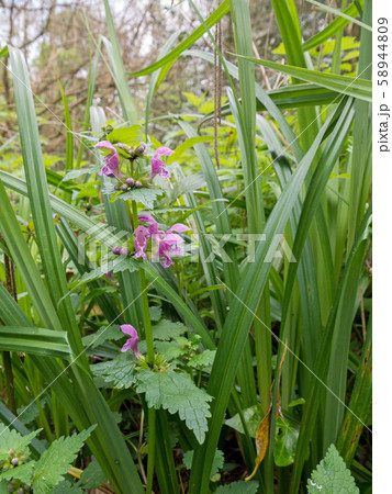 Lamium maculatum or spotted dead-nettle flowering Lamium maculatum or spotted dead-nettle flowering 58944809