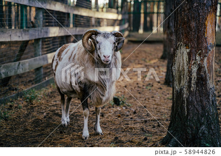 Group of Mouflons, Ovis gmelini or Ovis orientalis walks through a mountains 58944826