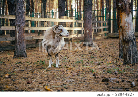 Group of Mouflons, Ovis gmelini or Ovis orientalis walks through a mountains 58944827