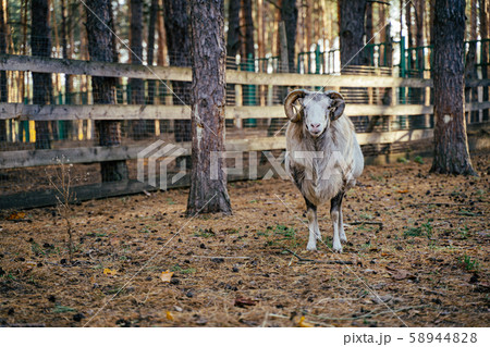 Group of Mouflons, Ovis gmelini or Ovis orientalis walks through a mountains 58944828