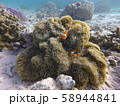 沖縄の海でダイビング 58944841