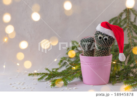 Cactus in Santa Claus hat, potted in pink, over the fir-tree branches background Cactus in Santa Claus hat, potted in pink, over the fir-tree branches background 58945878