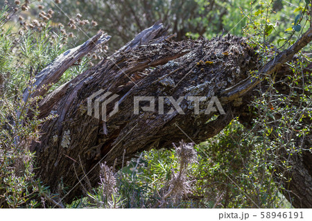 Tree bark with beautiful texture Tree bark with beautiful texture 58946191