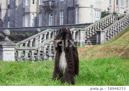 Cute afghan hound is standing on green grass. 58946253