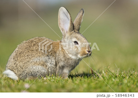 Rabbit hare while looking at you on grass 58946343