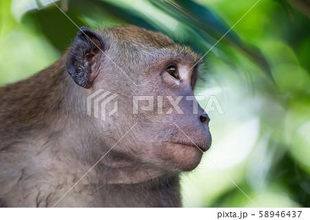 Portrait of bored and thoughtful monkey with bright yellow eyes. Crab-eating macaque or the long 58946437