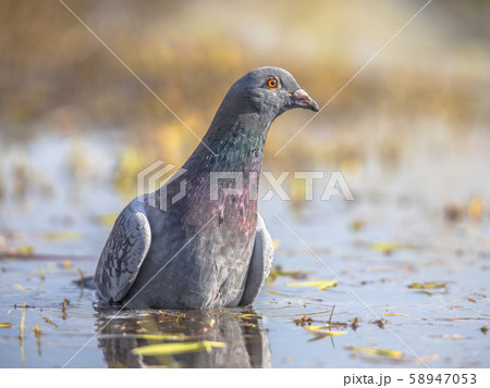 Stock dove washing in shallow water 58947053