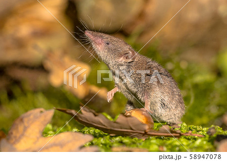 Crocidura Shrew walking on forest floor 58947078