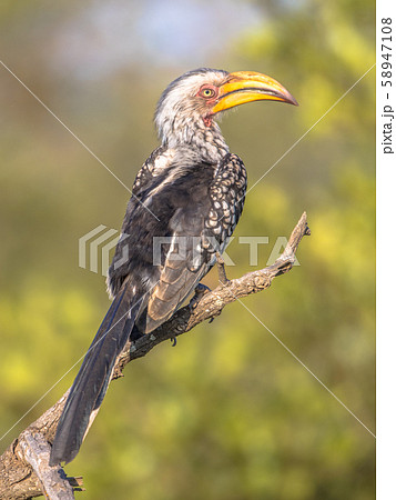 Southern yellow billed hornbill on branch Southern yellow billed hornbill on branch 58947108