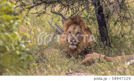 Lion male resting Lion male resting 58947129