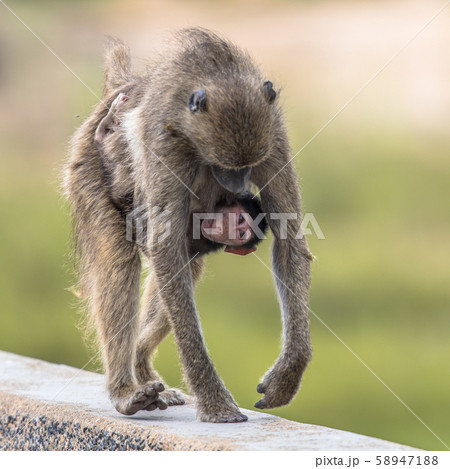 Chacma baboons family 58947188