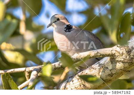 Cape turtle dove on branch Cape turtle dove on branch 58947192
