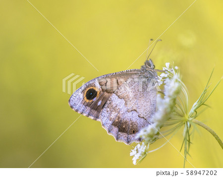 Tree grayling butterfly 58947202