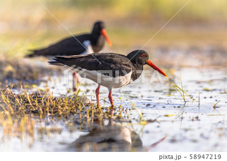 Pied Oystercatcher couple on river bank Pied Oystercatcher couple on river bank 58947219