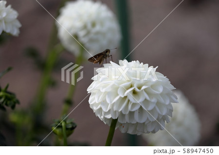 白いダリアと何かの虫（ちょとかわいい）１ 58947450