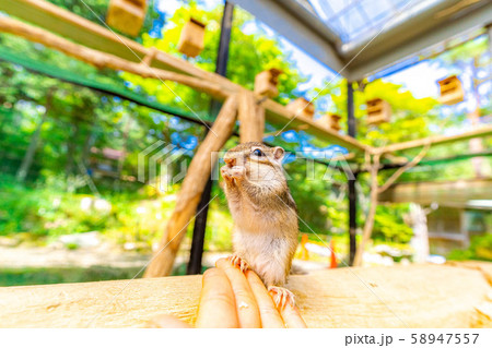 シマリス 手乗り 飛騨山野草自然庭園 【岐阜県】 シマリス 手乗り 飛騨山野草自然庭園 【岐阜県】 58947557