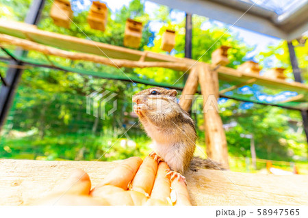 シマリス　手乗り　飛騨山野草自然庭園　【岐阜県】 58947565