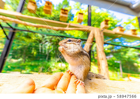 シマリス 手乗り 飛騨山野草自然庭園 【岐阜県】 シマリス 手乗り 飛騨山野草自然庭園 【岐阜県】 58947566