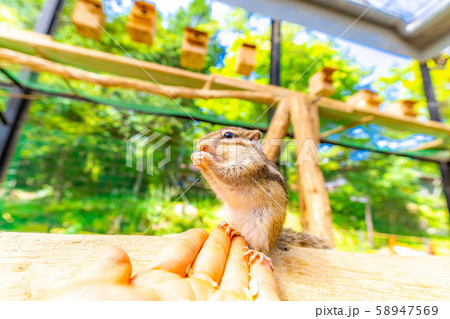 シマリス　手乗り　飛騨山野草自然庭園　【岐阜県】 58947569