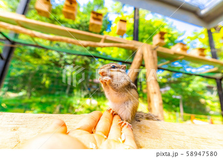 シマリス 手乗り 飛騨山野草自然庭園 岐阜県 の写真素材