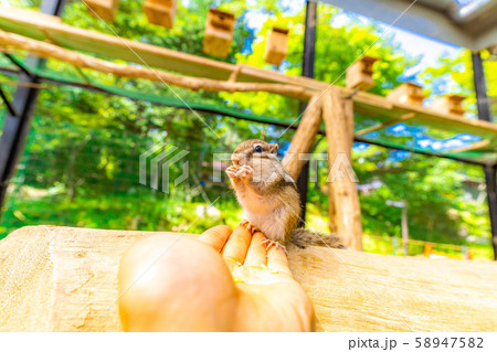 シマリス 手乗り 飛騨山野草自然庭園 【岐阜県】 シマリス 手乗り 飛騨山野草自然庭園 【岐阜県】 58947582