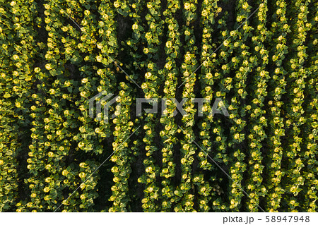 Aerial View of Field of Ripened Sunflowers. Flat lay. 58947948