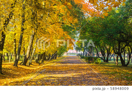autumn park with beautiful yellow leaves 58948009
