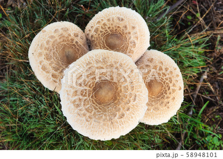 Closeup detail of head on field mushroom agaricus campestris growing wild in meadow. Closeup detail of head on field mushroom agaricus campestris growing wild in meadow. 58948101