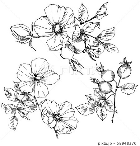 Wildflower rosa canina in a vector style isolated. Black and white engraved ink art. 58948370