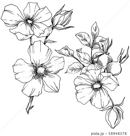 Wildflower rosa canina in a vector style isolated. Black and white engraved ink art. Wildflower rosa canina in a vector style isolated. Black and white engraved ink art. 58948378