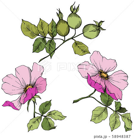 Wildflower rosa canina in a vector style isolated. Pink engraved ink art. Wildflower rosa canina in a vector style isolated. Pink engraved ink art. 58948387