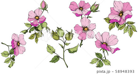 Wildflower rosa canina in a vector style isolated. Pink engraved ink art. Wildflower rosa canina in a vector style isolated. Pink engraved ink art. 58948393