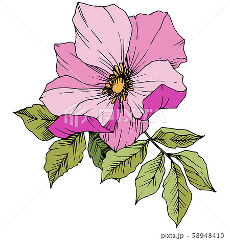 Wildflower rosa canina in a vector style isolated. Pink engraved ink art. 58948410