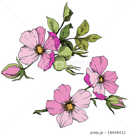 Wildflower rosa canina in a vector style isolated. Pink engraved ink art. 58948412