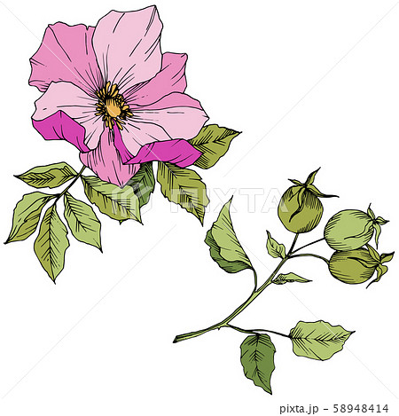 Wildflower rosa canina in a vector style isolated. Pink engraved ink art. Wildflower rosa canina in a vector style isolated. Pink engraved ink art. 58948414