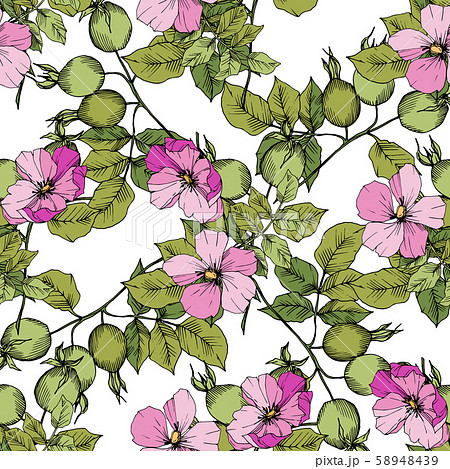 Wildflower rosa canina in a vector style isolated. Green and pink engraved ink art. Wildflower rosa canina in a vector style isolated. Green and pink engraved ink art. 58948439