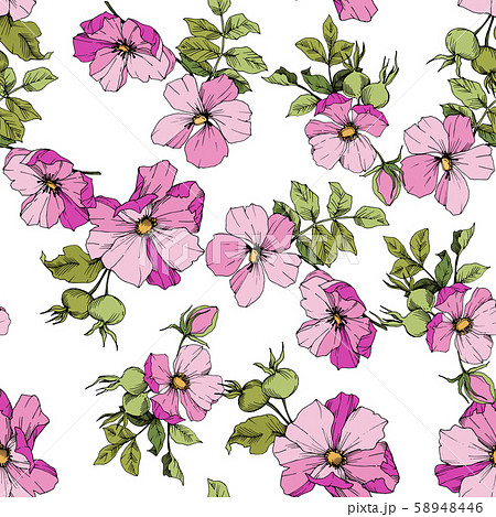 Wildflower rosa canina in a vector style isolated. Green and pink engraved ink art. Wildflower rosa canina in a vector style isolated. Green and pink engraved ink art. 58948446