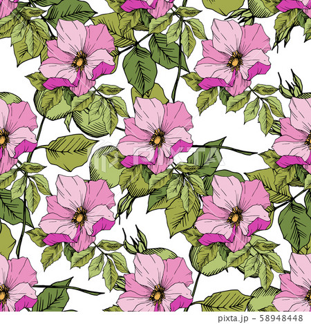 Wildflower rosa canina in a vector style isolated. Green and pink engraved ink art. Wildflower rosa canina in a vector style isolated. Green and pink engraved ink art. 58948448